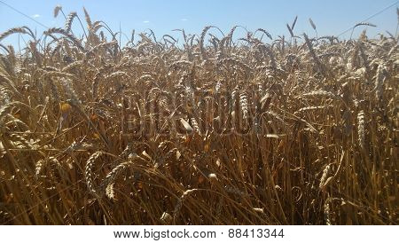 Wheat fields