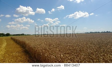 Wheat fields