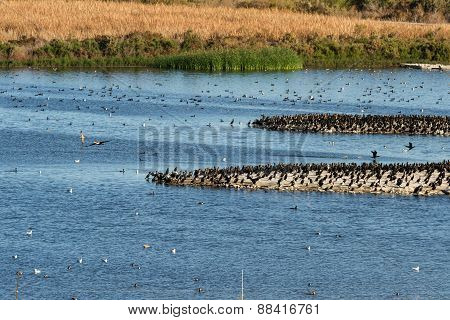 Eared Grebes, Salton Sea, California