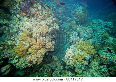 Red sea coral reef