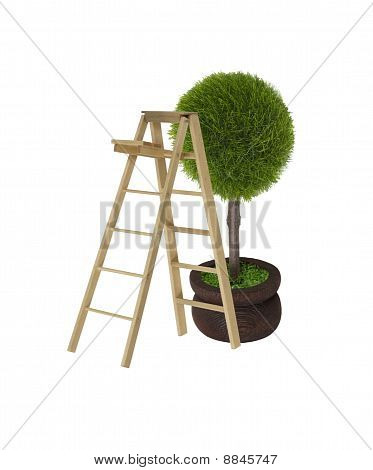 Ladder en boom