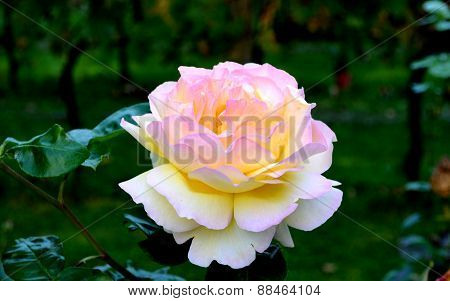 Rose in a garden