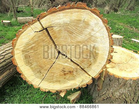 sawn logs