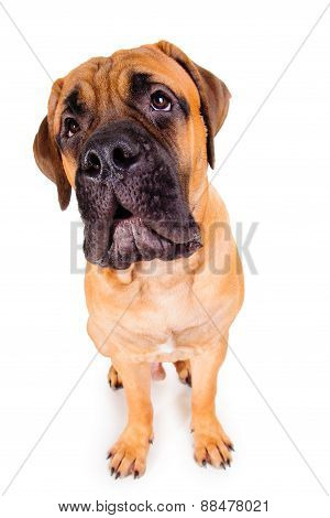 Bullmastiff Puppy Barking Loudly