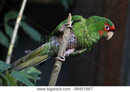 Mitred parakeet (Psittacara mitrata). Wild life animal. 
