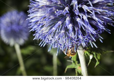 Bee On Purple Thistle Or Echinops Bannaticus