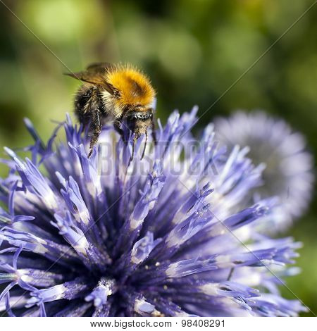 Closeup Of Bumble Bee On Purple Thistle
