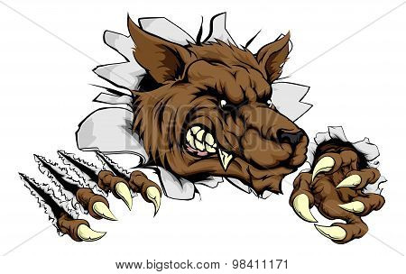 Werewolf Or Wolf Clawing Through