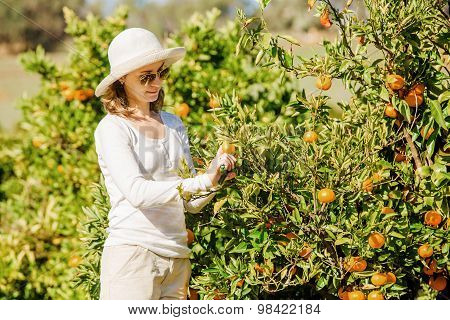 Caucasian girl harvesting mandarins and oranges in organic farm