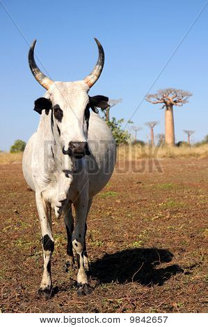 Zebu og baobabs