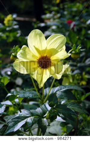 Flower2A