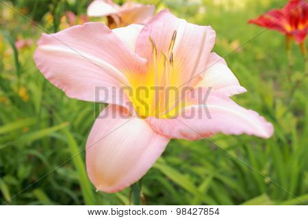 Day lily