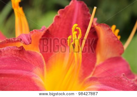 Day lily
