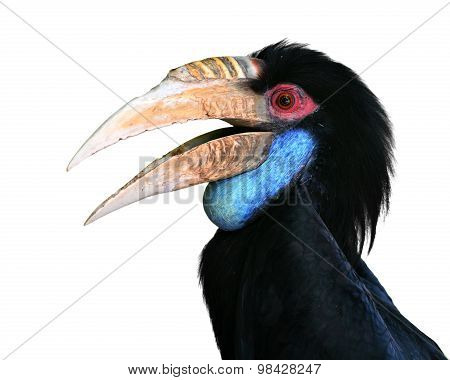 Plain-pouched Hornbill