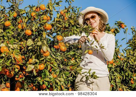 Caucasian girl harvesting mandarins and oranges in organic farm