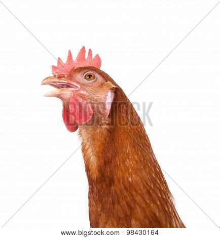 Head Of Chicken Hen Shock And Funny Surprising Isolated White Background
