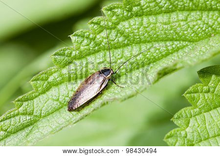 Lapland Cockroach
