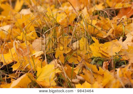 Foto autunno