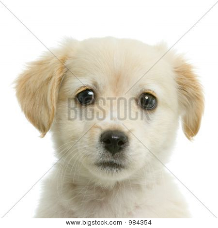 Labrador Retriever krem
