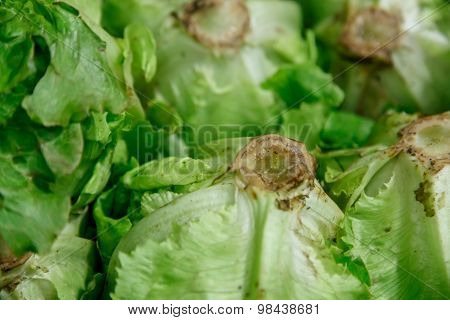 Organic Lettuce Closeup Detail