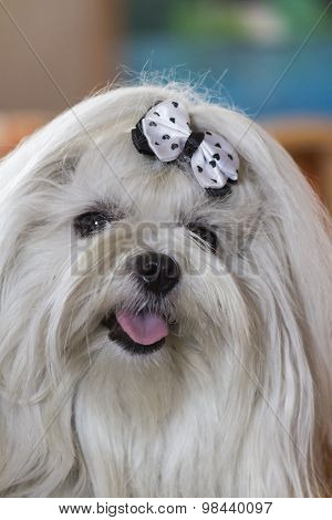 Shitzu Dog