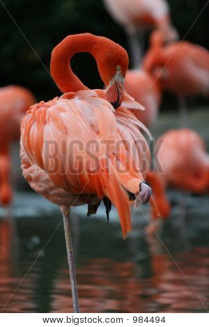 Flamencos