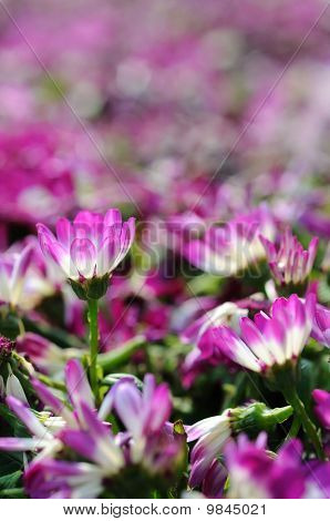 Nærbillede af Cineraria
