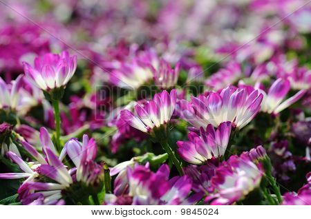 Nærbillede af Cineraria