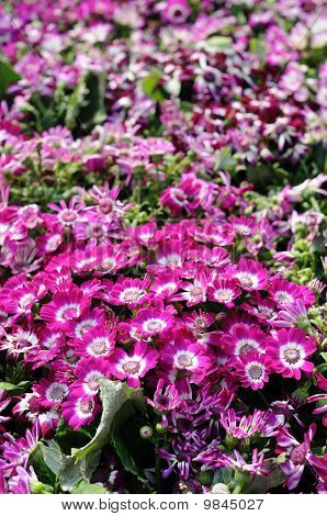 Nærbillede af Cineraria