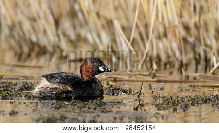 Little Grebe (Tachybaptus ruficollis)
