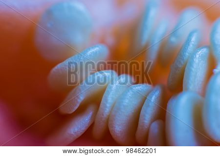 Red pepper