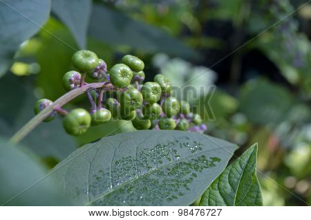 Poke Weed (Phytolacca Americana)