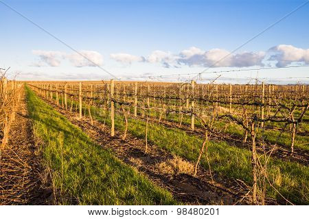 Vineyard