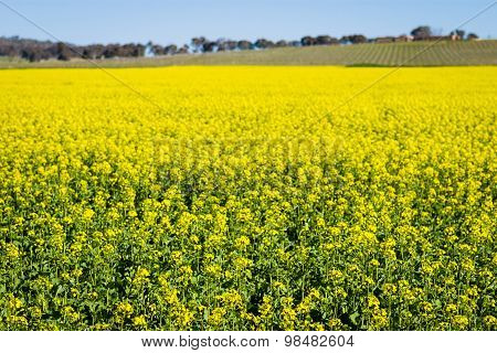 Yellow Canola Field