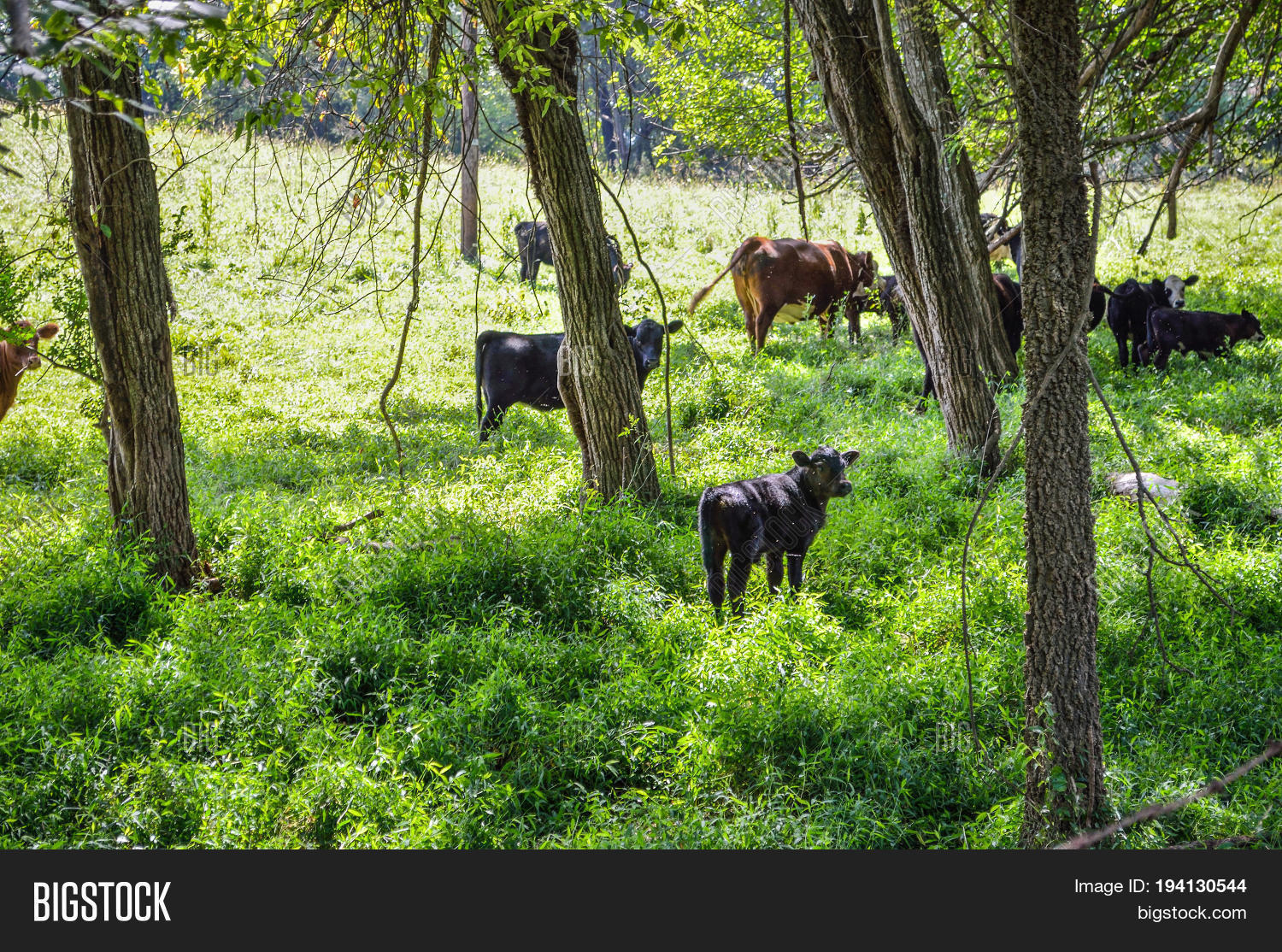 Cows Calf Grazing Image & Photo (Free Trial) Bigstock