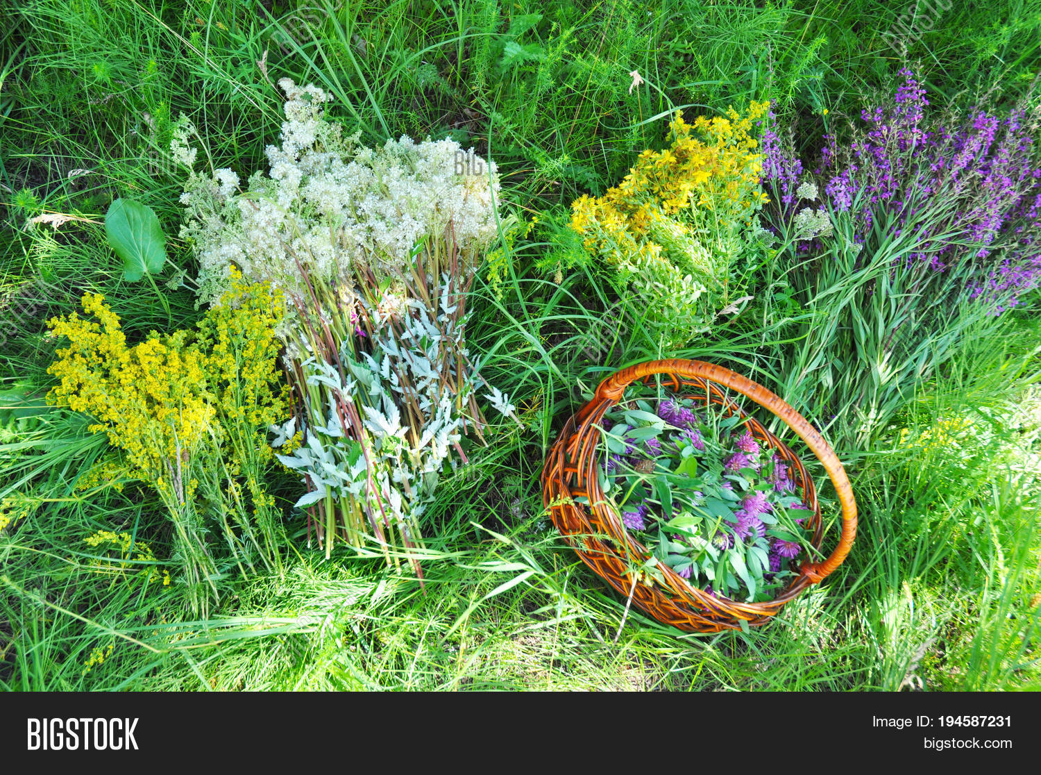 Herbs Gathering. Image & Photo (Free Trial) Bigstock