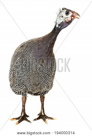guinea fowl - Numida meleagris f. domestica