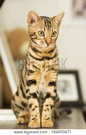 Bengal cat breed at the age of 5 months sitting on the bedside table