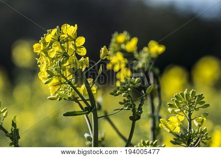 rape plant (canola rapeseed) in detail on field