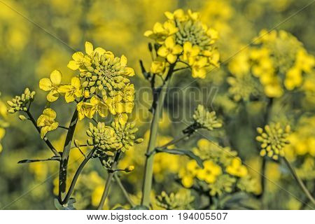 rape plant (canola rapeseed) in detail on field