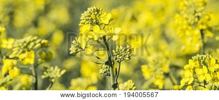 rape plant (canola rapeseed) in detail on field