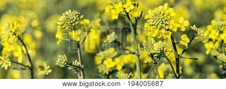 rape plant (canola rapeseed) in detail on field