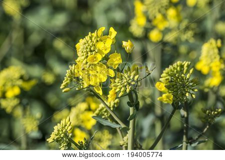 rape plant (canola rapeseed) in detail on field