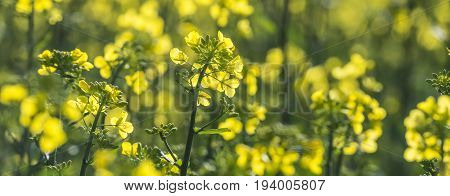 rape plant (canola rapeseed) in detail on field
