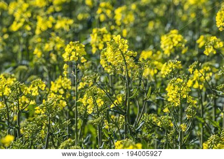 rape plant (canola rapeseed) in detail on field