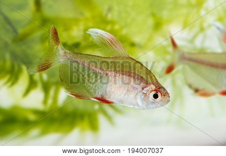 Hyphessobrycon rosaceus - aquarium fish - Rosy Tetra