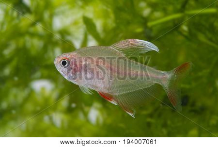 Hyphessobrycon rosaceus - aquarium fish - Rosy Tetra