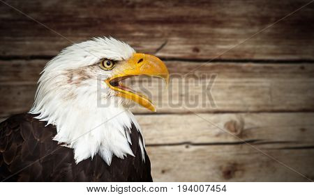 Portrait of a bald eagle (lat. haliaeetus leucocephalus)