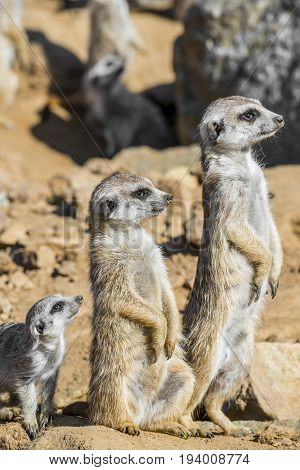 a Group of meerkats - close up