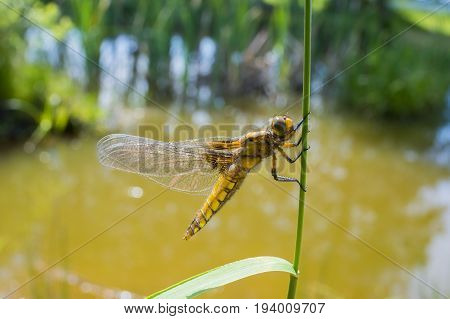 Libellula depressa (female) - dragonfly (Broad-bodied chaser) sitting on a grass
